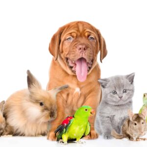 Pet Supplies Deals